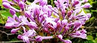 140410-lira2.jpg(10159 byte)
