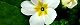 140410-purimura-s.jpg(1530 byte)