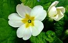 140410-purimura2.jpg(4812 byte)