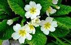140410-purimura4.jpg(6422 byte)