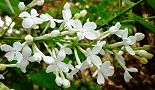 140410-rairakku2.jpg(7390 byte)