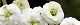 140413-cijimibana-s.jpg(1560 byte)