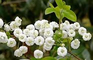 140413-cijimibana.jpg(9009 byte)