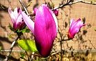 140414-cimokuren2.jpg(6568 byte)