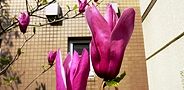 140414-cimokuren3.jpg(6842 byte)