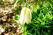 140415-amigasa.jpg(10546 byte)