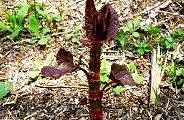 140415-itadori.jpg(13920 byte)