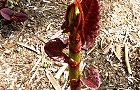 140415-itadori2.jpg(8226 byte)