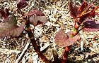 140415-itadori3.jpg(8602 byte)