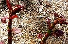 140415-itadori4.jpg(8931 byte)