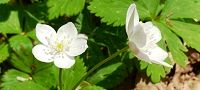 140415-nirinsou.jpg(6753 byte)