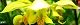 140421-kibanaodoriko-s.jpg(1740 byte)