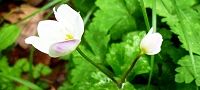 140421-nirinsou.jpg(6534 byte)