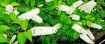 140421-uwamizu2.jpg(10304 byte)