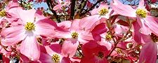 140424-hanamizuki.jpg(10437 byte)
