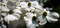 140424-hanamizuki2.jpg(7547 byte)