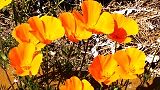 140427-popii.jpg(8637 byte)