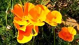 140427-popii2.jpg(7621 byte)