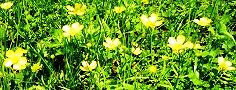 140502-kinbouke3.jpg(14986 byte)