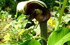 140502-musasiabumi.jpg(7315 byte)