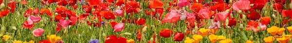140518-popii.jpg(27993 byte)