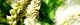 140426-inukouri-s.jpg(1632 byte)