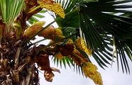 140508-syuro.jpg(9600 byte)