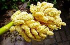 140508-syuro3.jpg(6771 byte)
