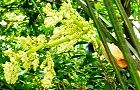 140516-syuro.jpg(8293 byte)