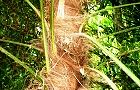 140516-syuro2.jpg(7897 byte)