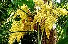 140518-syuro.jpg(8264 byte)