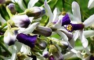 140522-sendan.jpg(9674 byte)