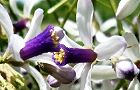 140522-sendan2.jpg(6038 byte)