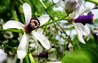 140522-sendan4.jpg(6116 byte)