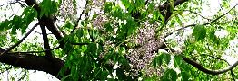 高木の枝に花を咲かす。'14.05.22.