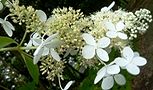 140703-nori-utugi.jpg(7262 byte)