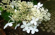 140703-noriutugi.jpg(10565 byte)