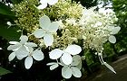 140703-noriutugi4.jpg(6703 byte)