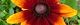 140711-rudobekia-s.jpg(1548 byte)