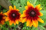 140711-rudobekia.jpg(9819 byte)