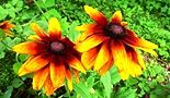 140711-rudobekia4.jpg(7932 byte)