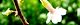 150407-cyojisakura-s.jpg(1672 byte)