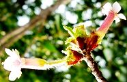 150407-cyojisakura.jpg(9270 byte)