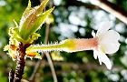150407-cyojisakura2.jpg(6226 byte)