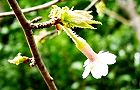 150407-cyojisakura3.jpg(6083 byte)