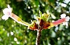 150407-cyojisakura4.jpg(6440 byte)