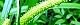 150530-miyama-suge-s.jpg(1838 byte)