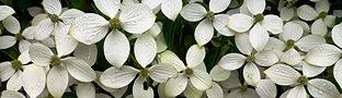 峨眉花水木。'15.06.27.
