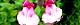 150921-cheri-seiji.jpg(1700 byte)