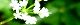 150811-kanotumeso-s.jpg(1534 byte)